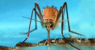 Anopheles gambiae mosquito