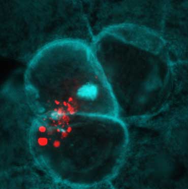 mosquito immune cells