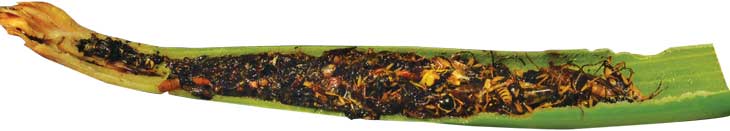 pitcher plant insides