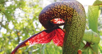 California pitcher plant