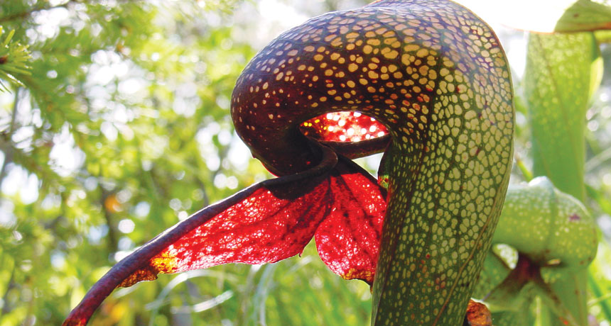 California pitcher plant