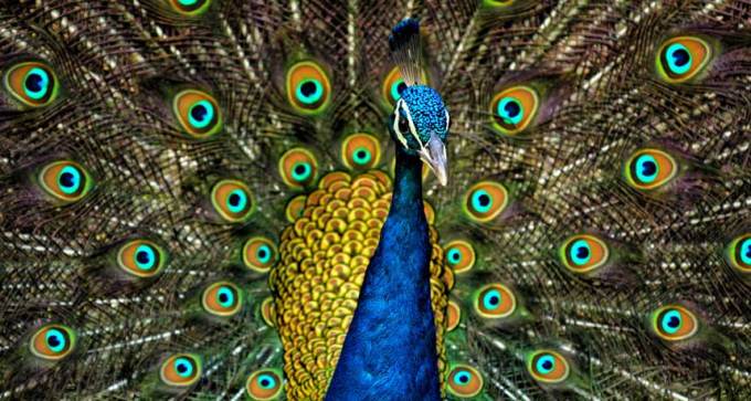 Peacock