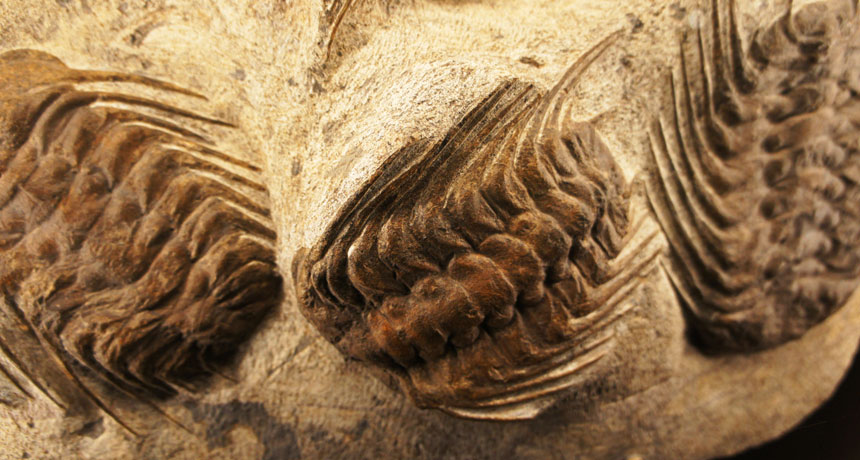 trilobites
