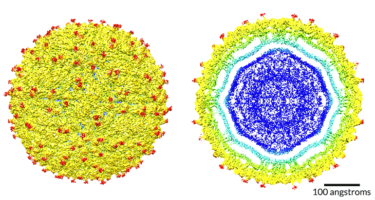map of mature zika virus