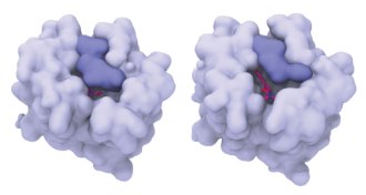 LSD in brain protein