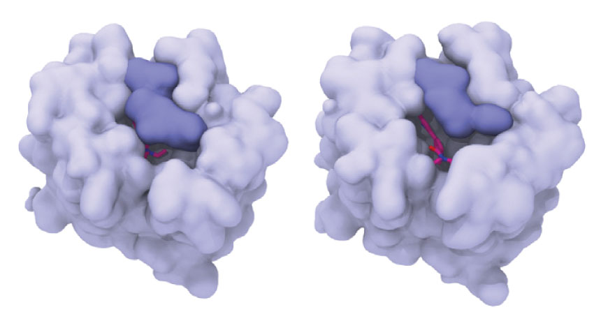 LSD in brain protein