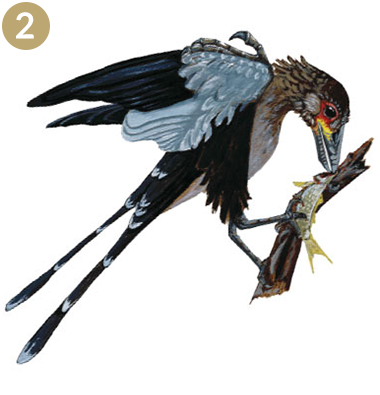 CONFUCIUSORNIS