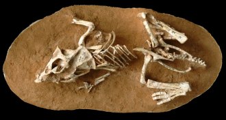 Protoceratops andrewsi