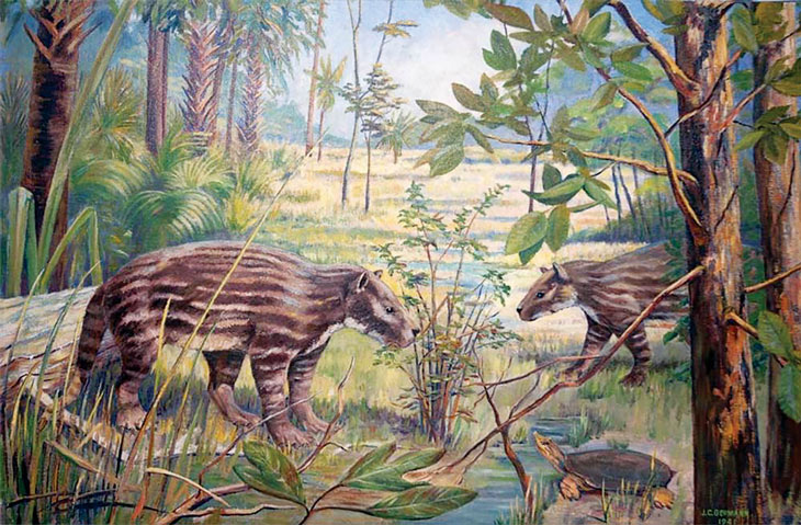 Periptuchus carinidens