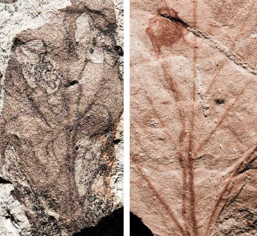 fossilized insect-feeding damage
