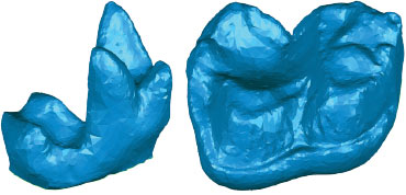 mammal teeth models