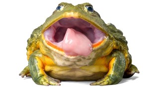 frog