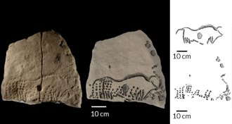 ancient wild cow stone engraving