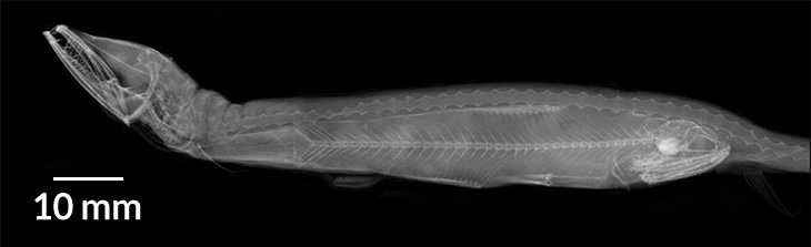 X-ray of dragonfish
