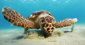 sea turtle