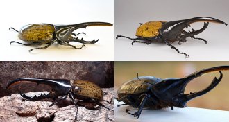 Hercules beetles