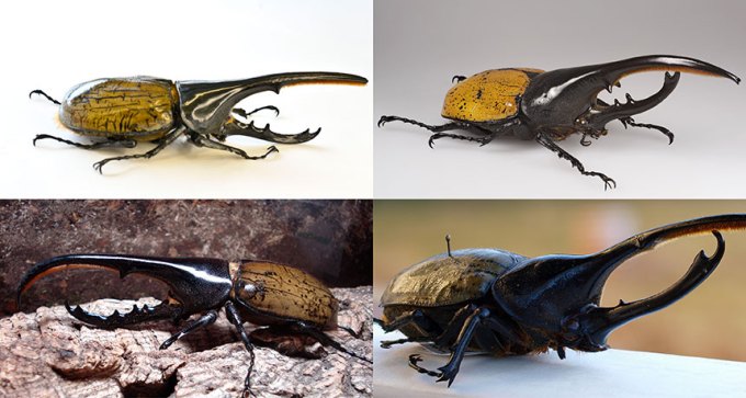 Hercules beetles