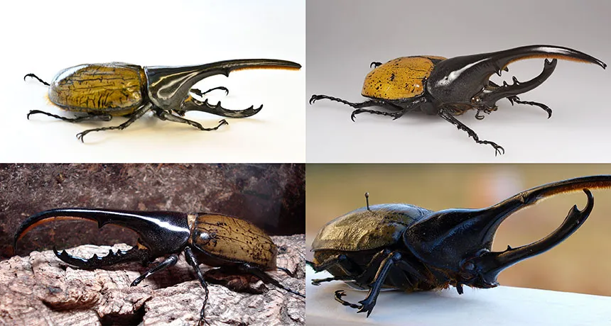 Hercules beetles