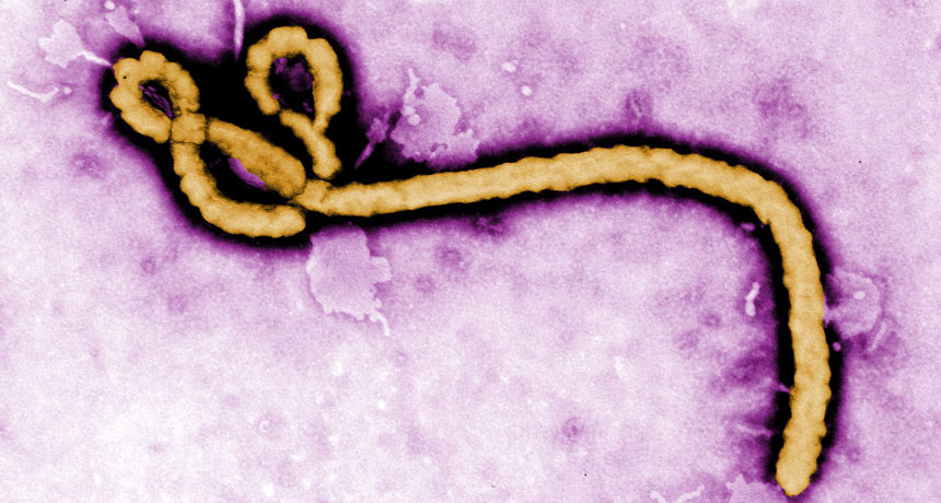 Ebola virus