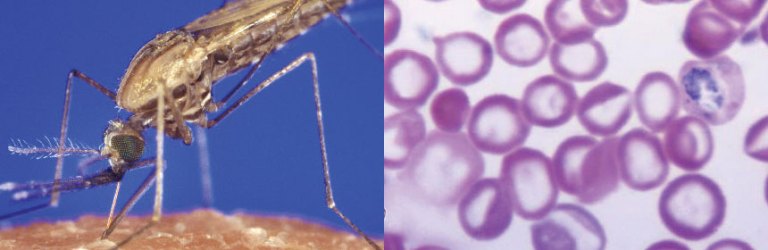 mosquito and malaria parasite