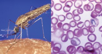 mosquito and malaria parasite