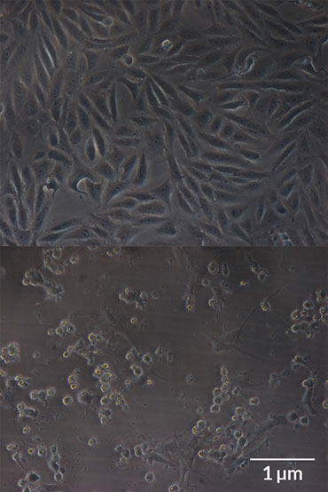 ricin and monkey cells