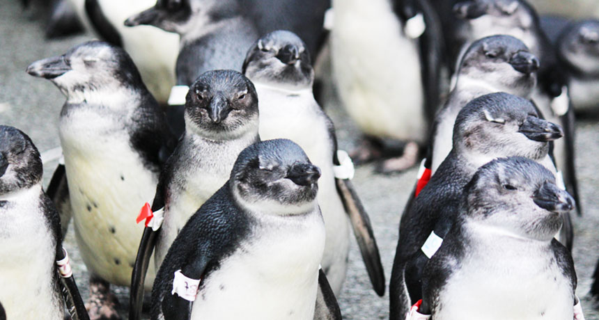 African penguins