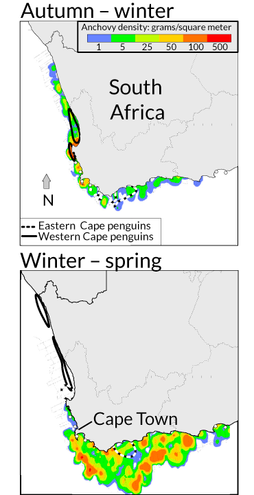 African penguin migration map