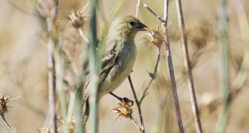 lesser goldfinch