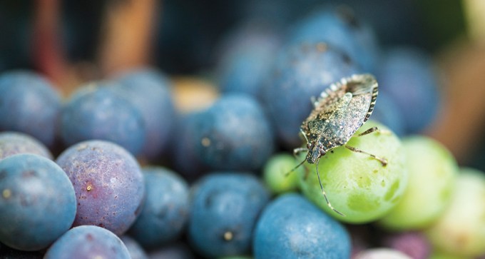 A stinkbug on a grape