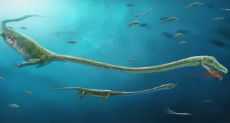Dinocephalosaurus