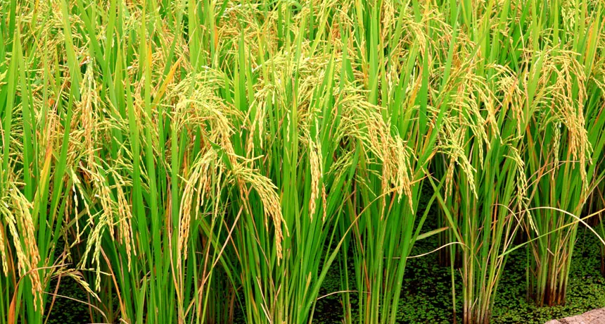Enzymes aid rice plants' arsenic defenses