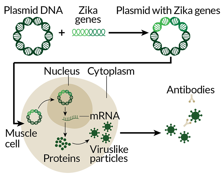 Zika DNA vaccine process