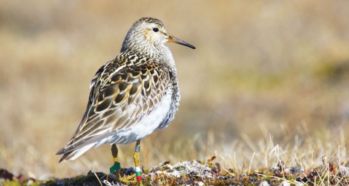 male pectoral sandpiper