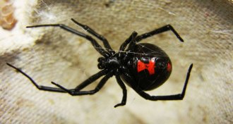 black widow spider