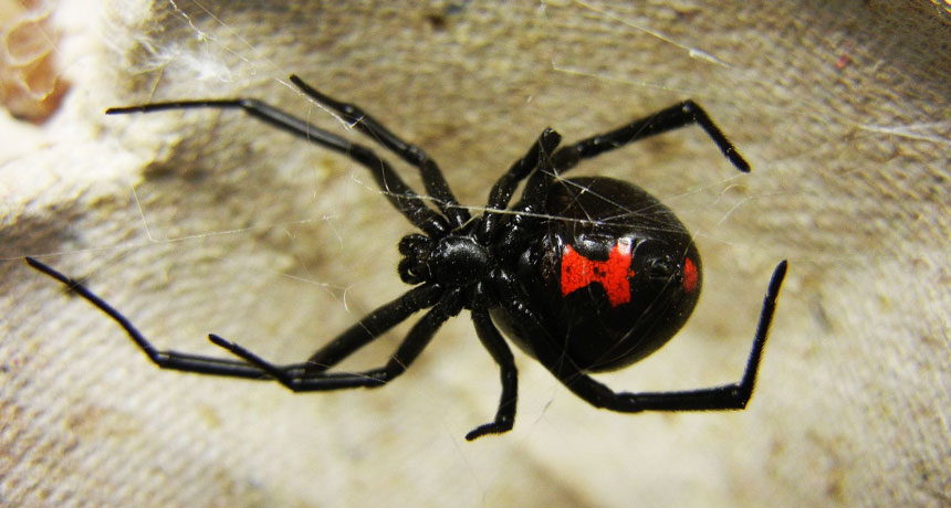 black widow spider