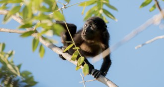 howler monkey