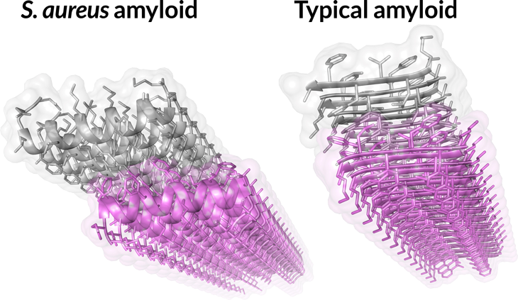 amyloid protein structures