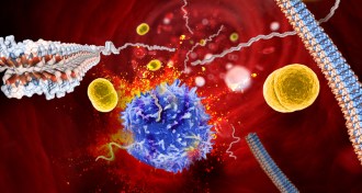 amyloid-like clumps made by bacteria