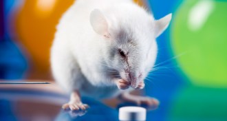 mouse contemplating a pill