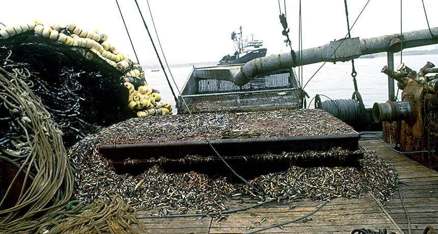 fishing boat full of anchoveta