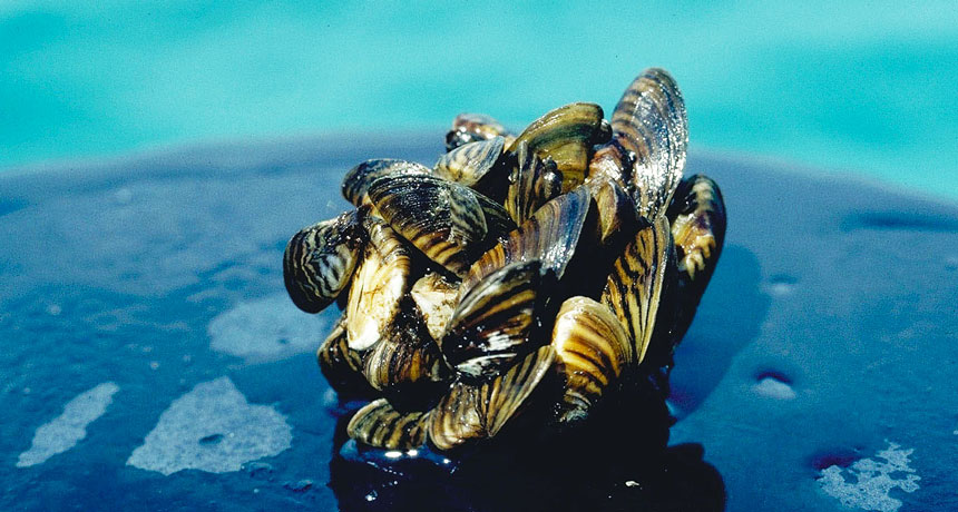 zebra mussels