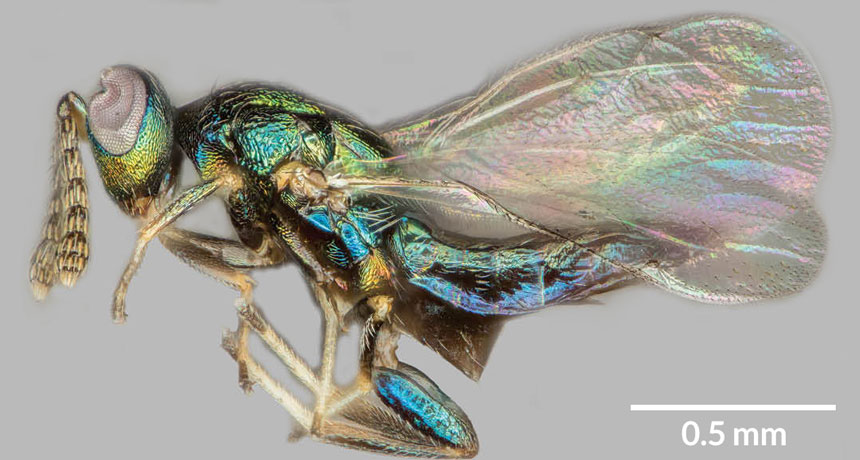 Euderus set wasp