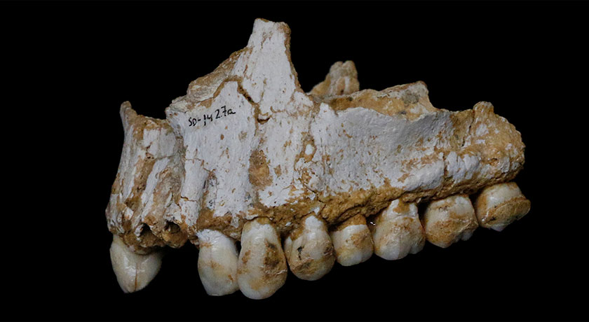 upper jaw from Neandertal