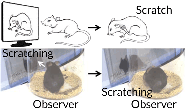 mouse scratch and itch illustration