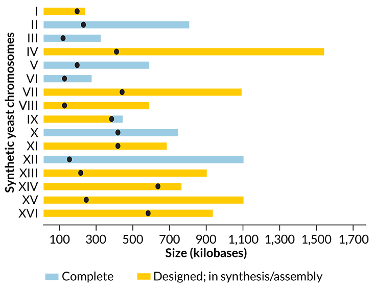 Yeast chromosome building progress report