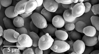 Saccharomyces cerevisiae yeast