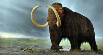 woolly mammoth