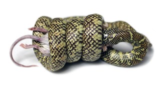 King snake