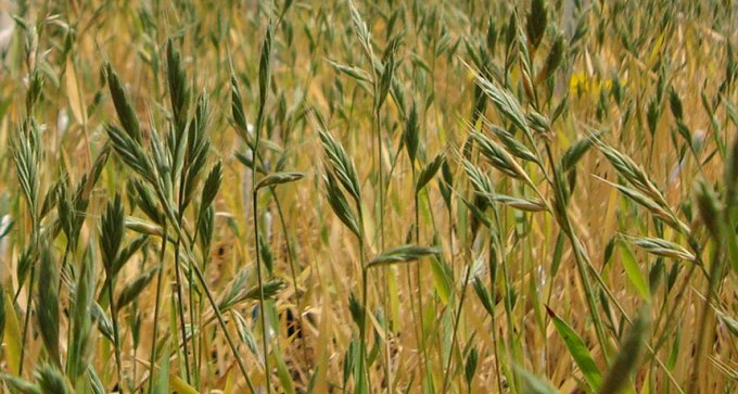 Brachypodium distachyon